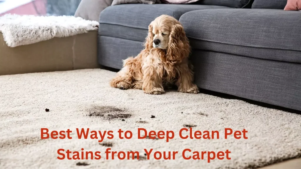 carpet cleaning services