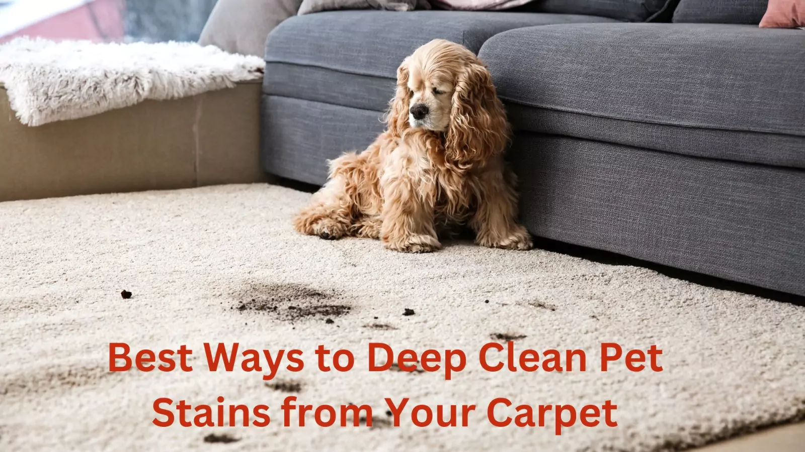 Deep Carpet Cleaning Cleaning Service